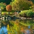 Japonská záhrada: aké rastliny si môžete vybrať a ako nahradiť nelastra